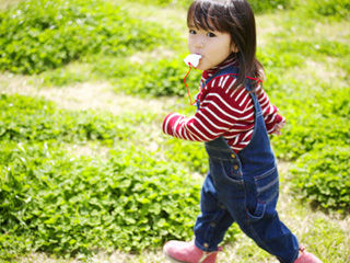 写真;