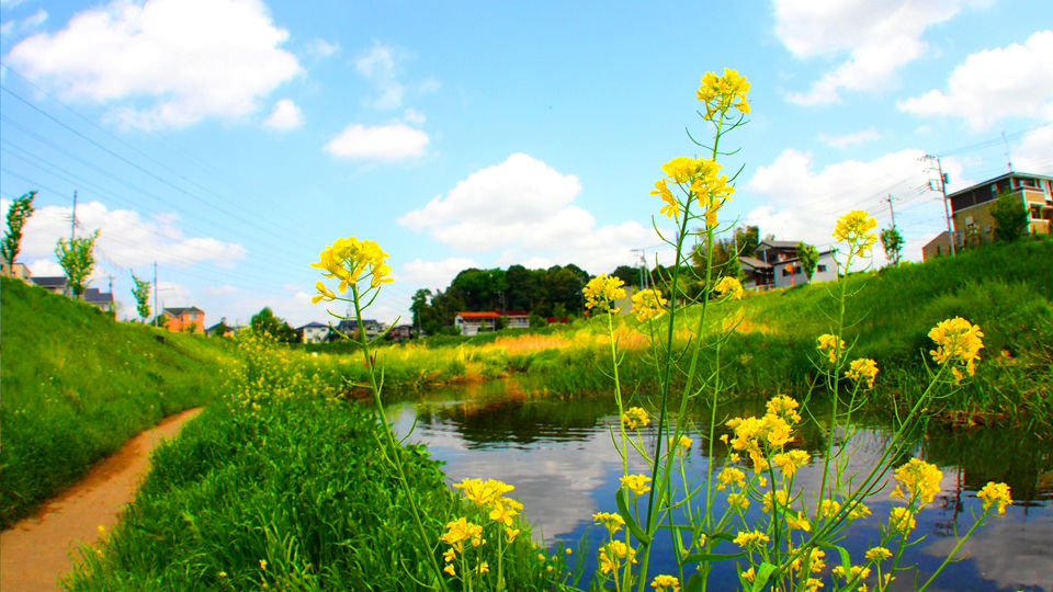 松戸市・柏市・流山市・野田市・我孫子市