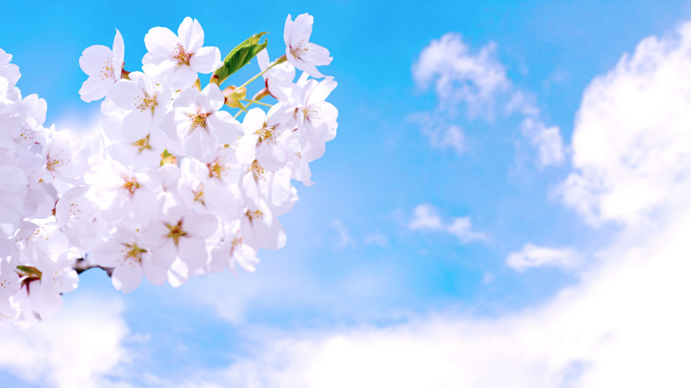 4月！桜の季節に新しい職場へ！4月入社のできる求人です。
